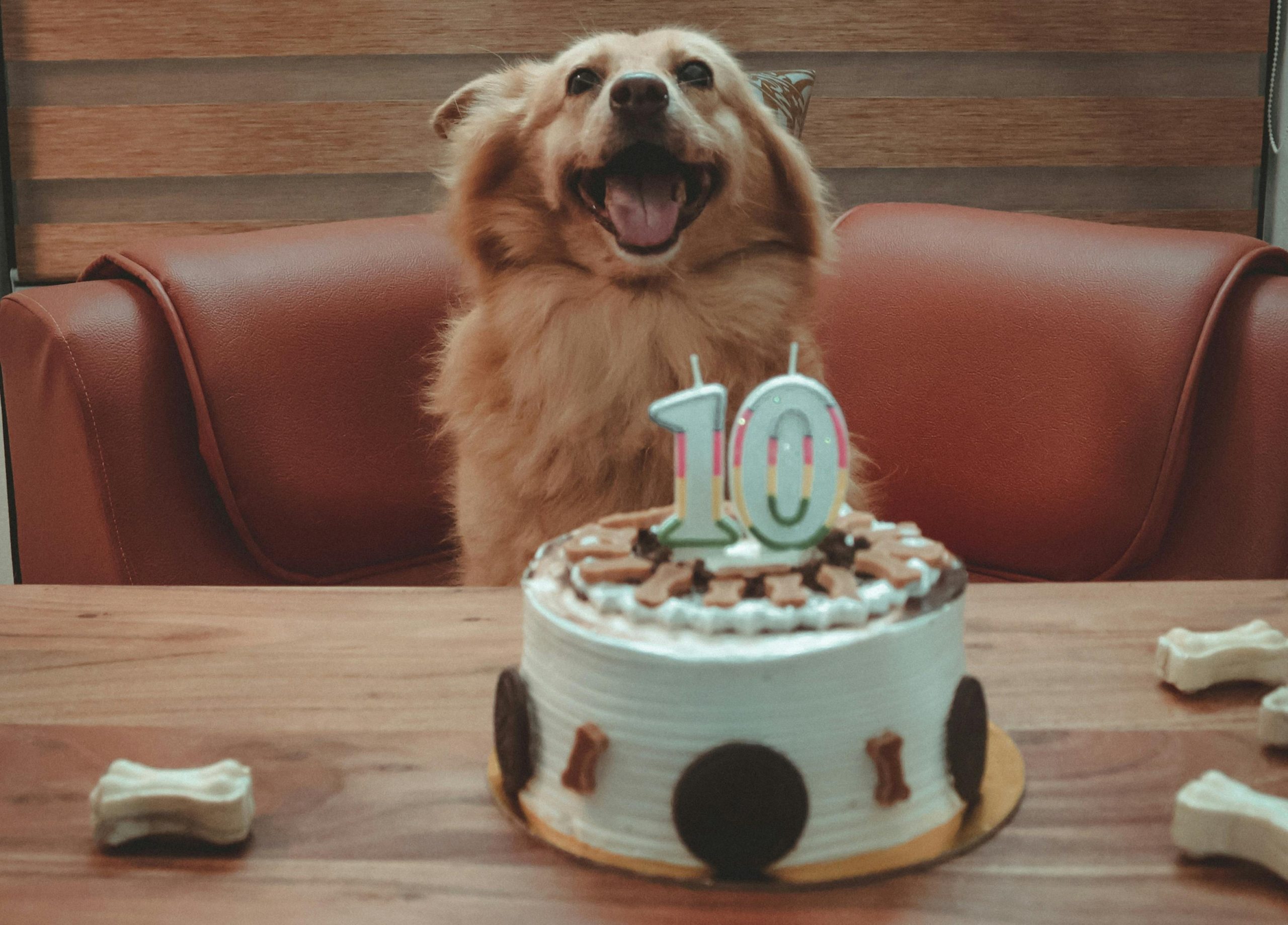 Celebrating Pet Milestones with Friends