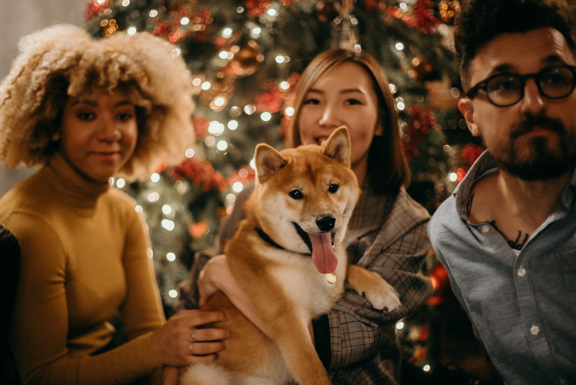 Seasonal Care Tips: How to Manage Holiday Stress in Pets