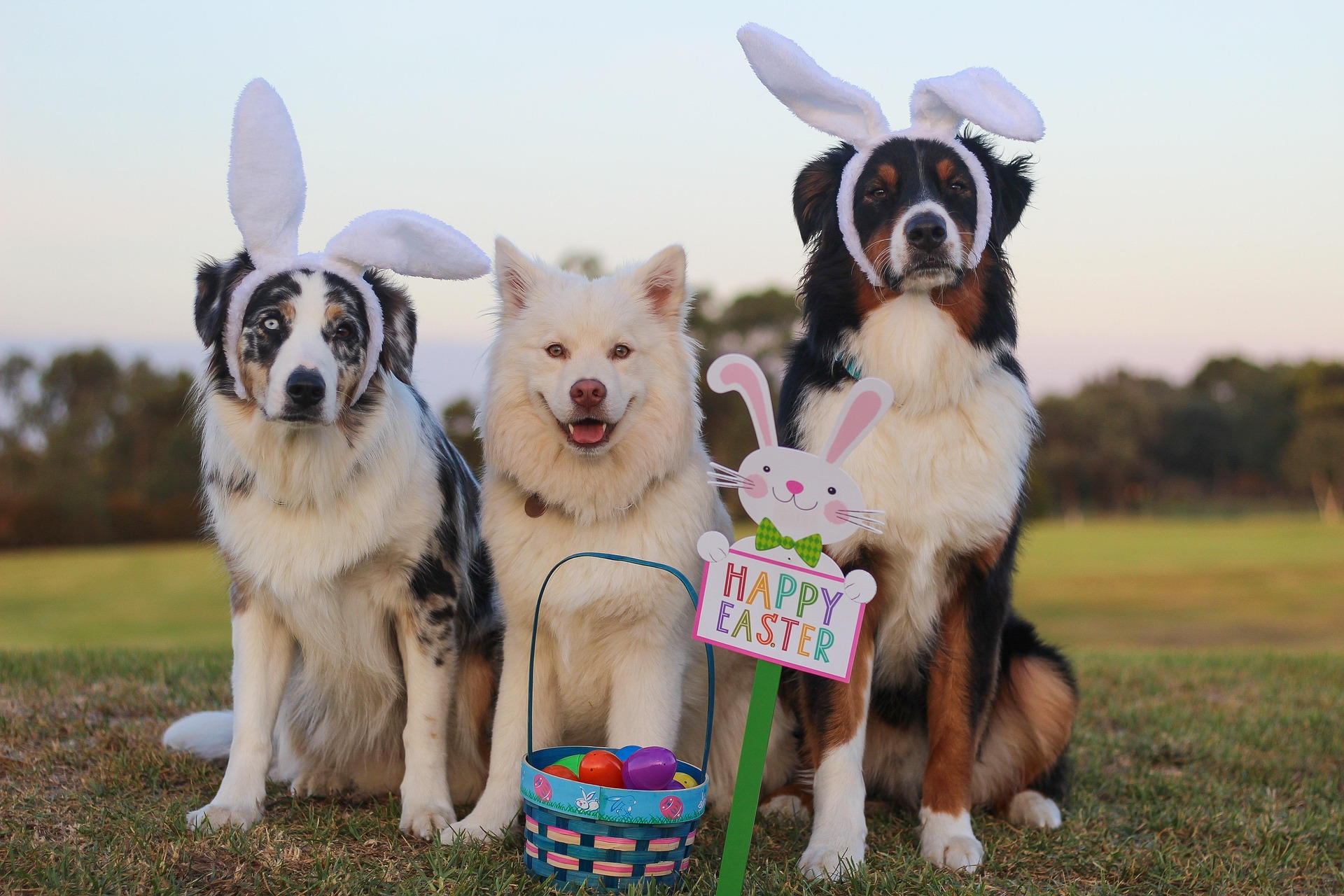 What’s In Your Dog’s Easter Bunny Basket?